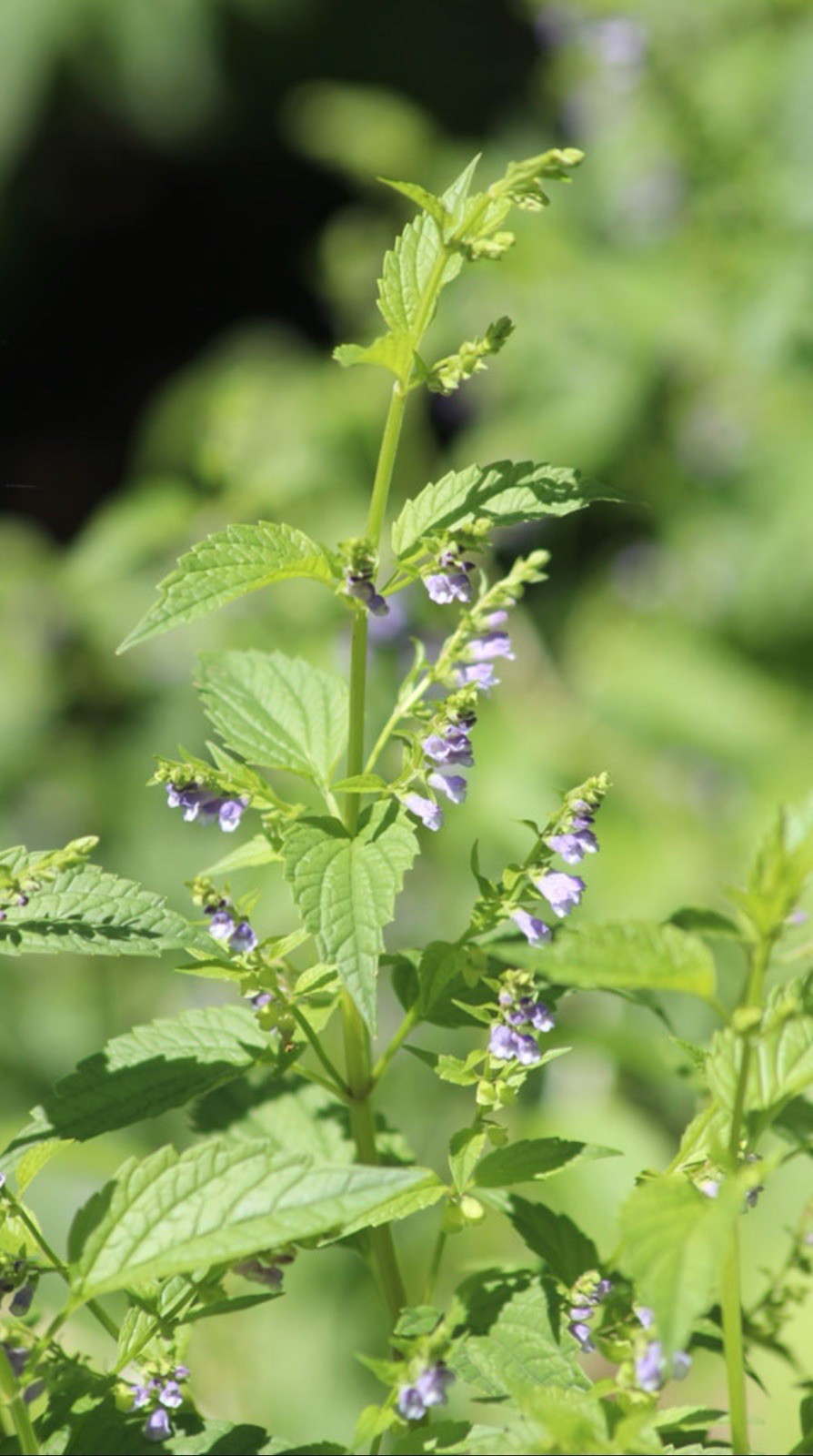 200 MEDICINAL SKULLCAP HERB SEEDS (Scutellaria lateriflora) Mad Dog, USA Seller