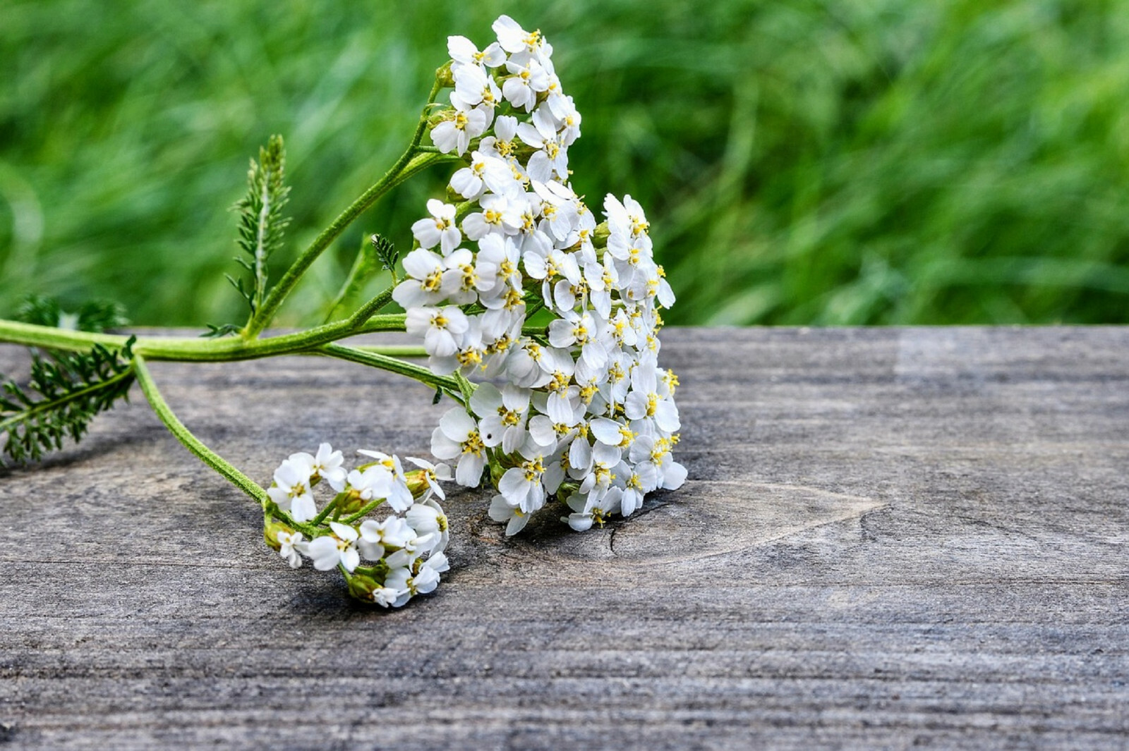 2000+ Yarrow Seeds – Perennial White Flower | Heirloom Wildflower Medicinal Herb