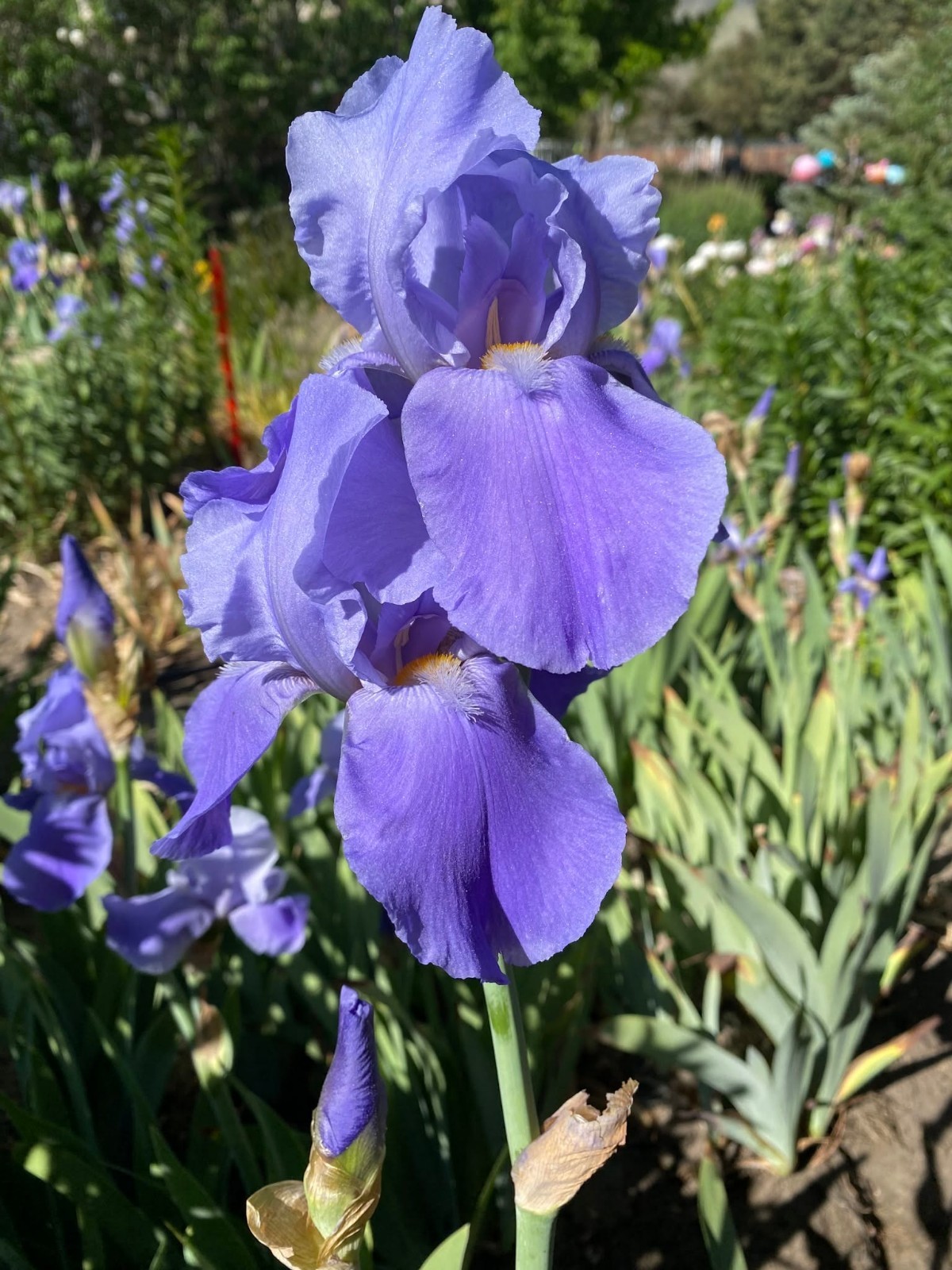 Lot~3 Miniature Tall Bearded Iris Rhizome/Bulbs~FRAGRANT Lavender/Blue~Violacea
