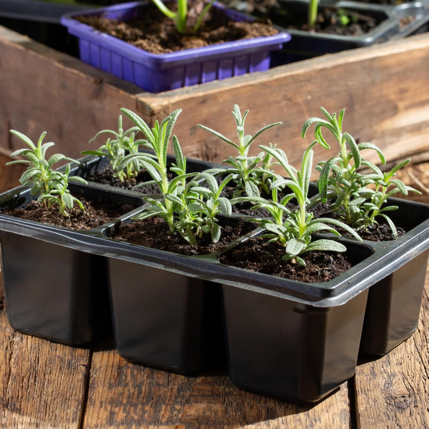 Heirloom Rosemary Seeds – Non-GMO with Medicinal & Culinary Benefits, 100 Seeds