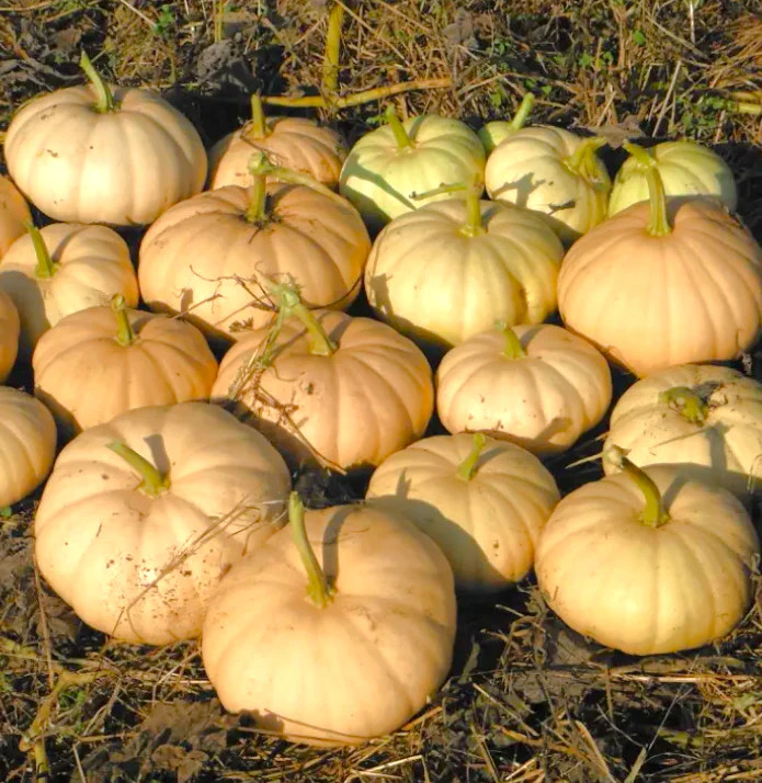 Long Island Cheese Pumpkin Seeds | Tan Fairytale Cinderella Squash Seed 2025