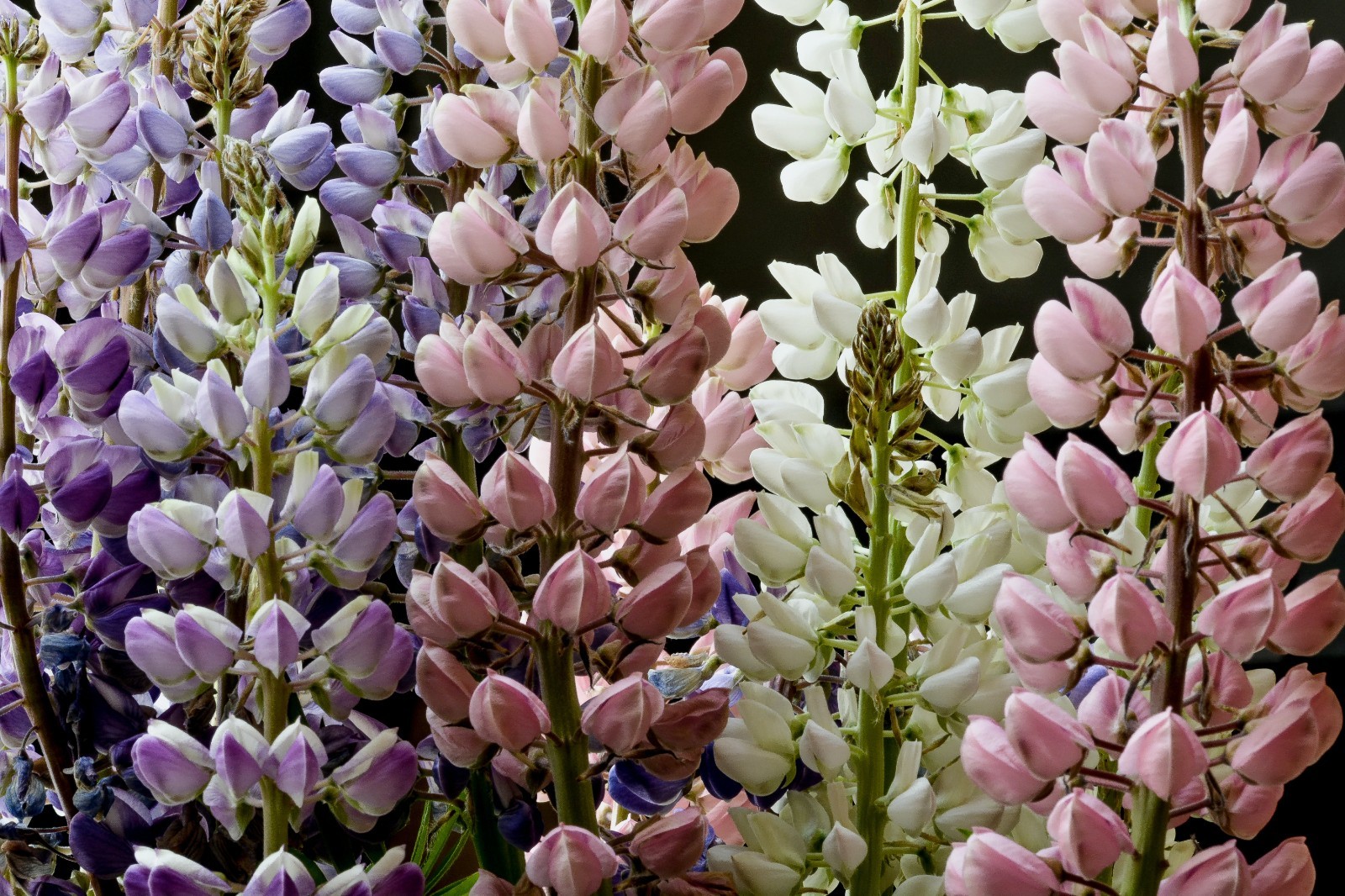 Meadow Lupine Seeds – California Native – Lupinus polyphyllus – Help Pollinators