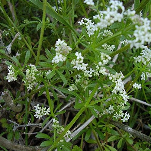 Buy Cleavers Seeds Galium aparine 20 Pack for Medicinal Herb Garden