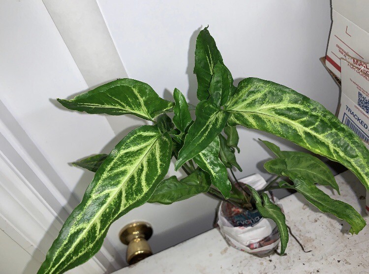 Syngonium Podophyllum Variegated deep cut arrow head plant.