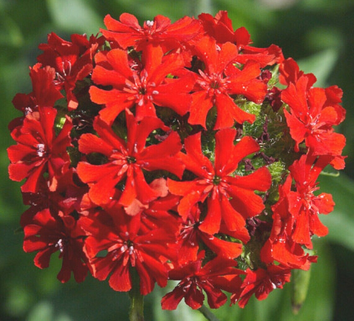 MALTESE CROSS FLOWER SEEDS 500+ PERENNIAL garden BUTTERFLIES Free Shipping