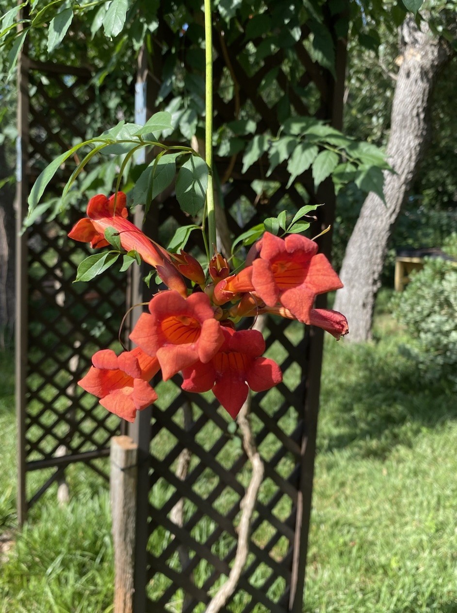 Orange Hummingbird (or Trumpet) Vine 25+ Seeds (Creeping Vine Plant) Pretty!