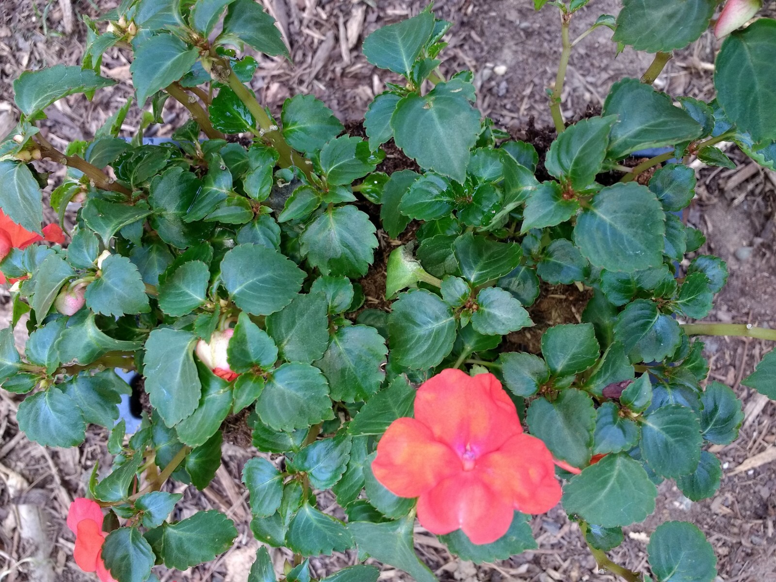 Impatiens annual flowers, BUY 6 GET 6 FREE (Total 2-six packs count plants)