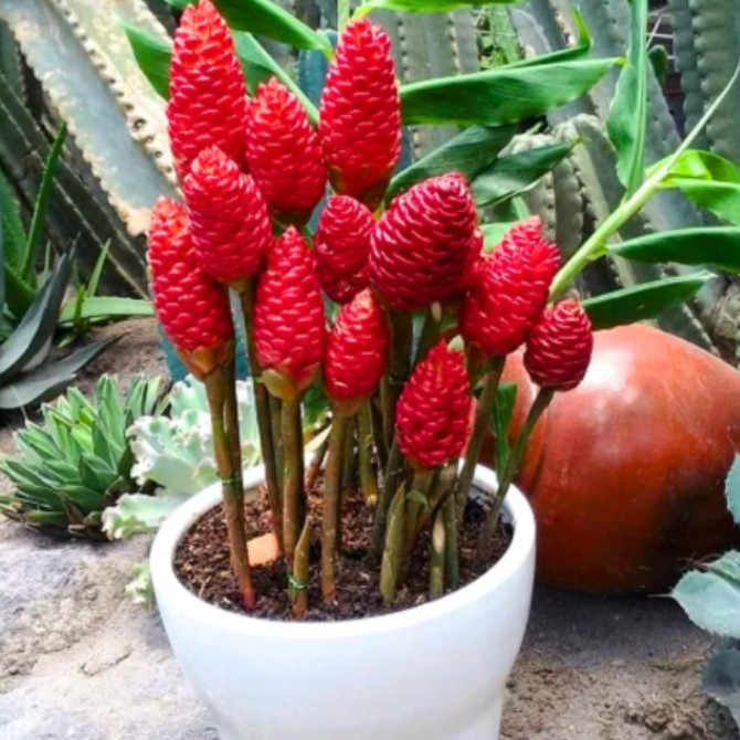 Set 5 Shampoo Ginger Root – Tropical Plant for Natural Hair Care and Ornamental