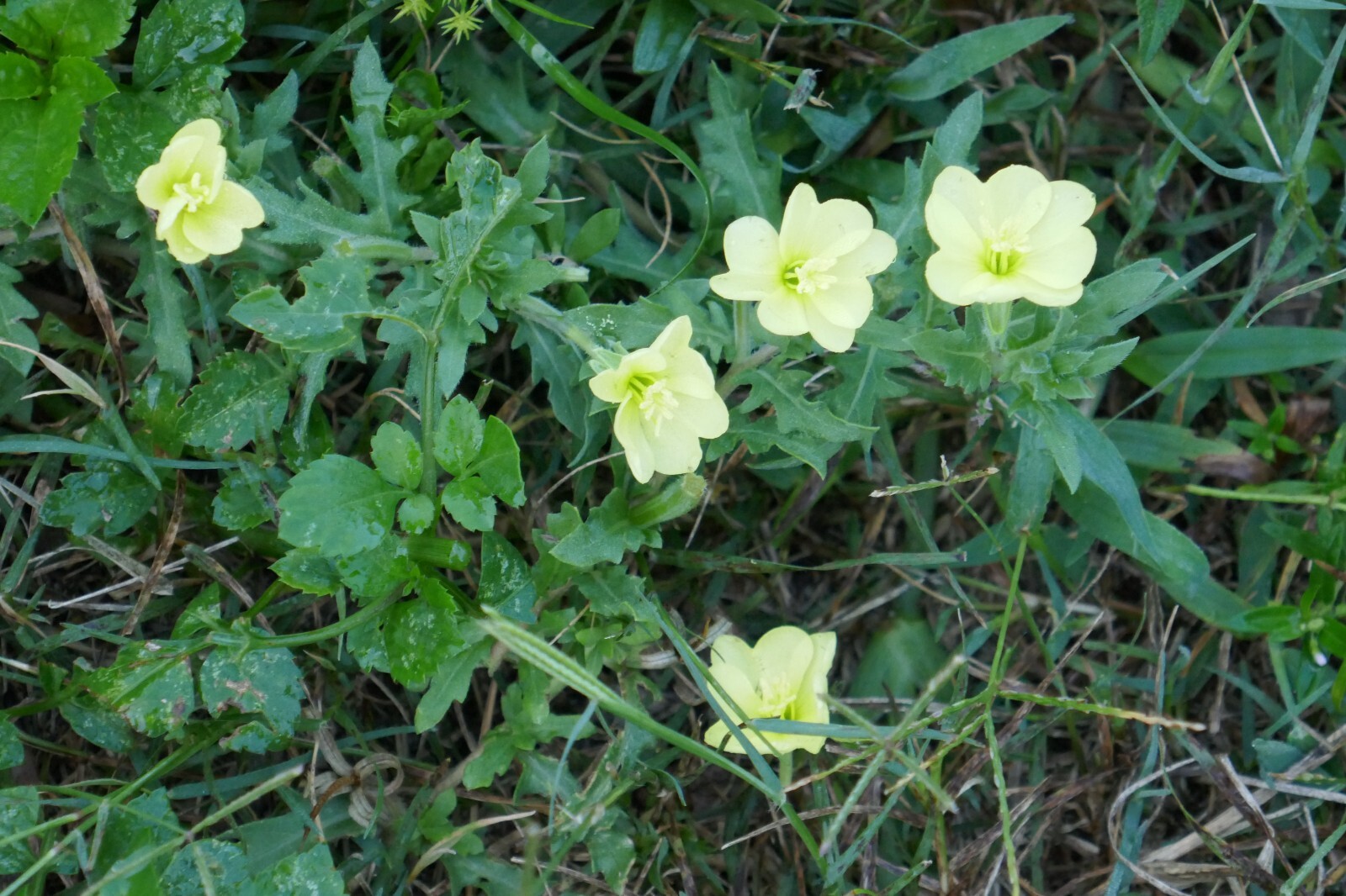 Cutleaf Eveningprimrose (Oenothera laciniata) ✤ 100 Seeds