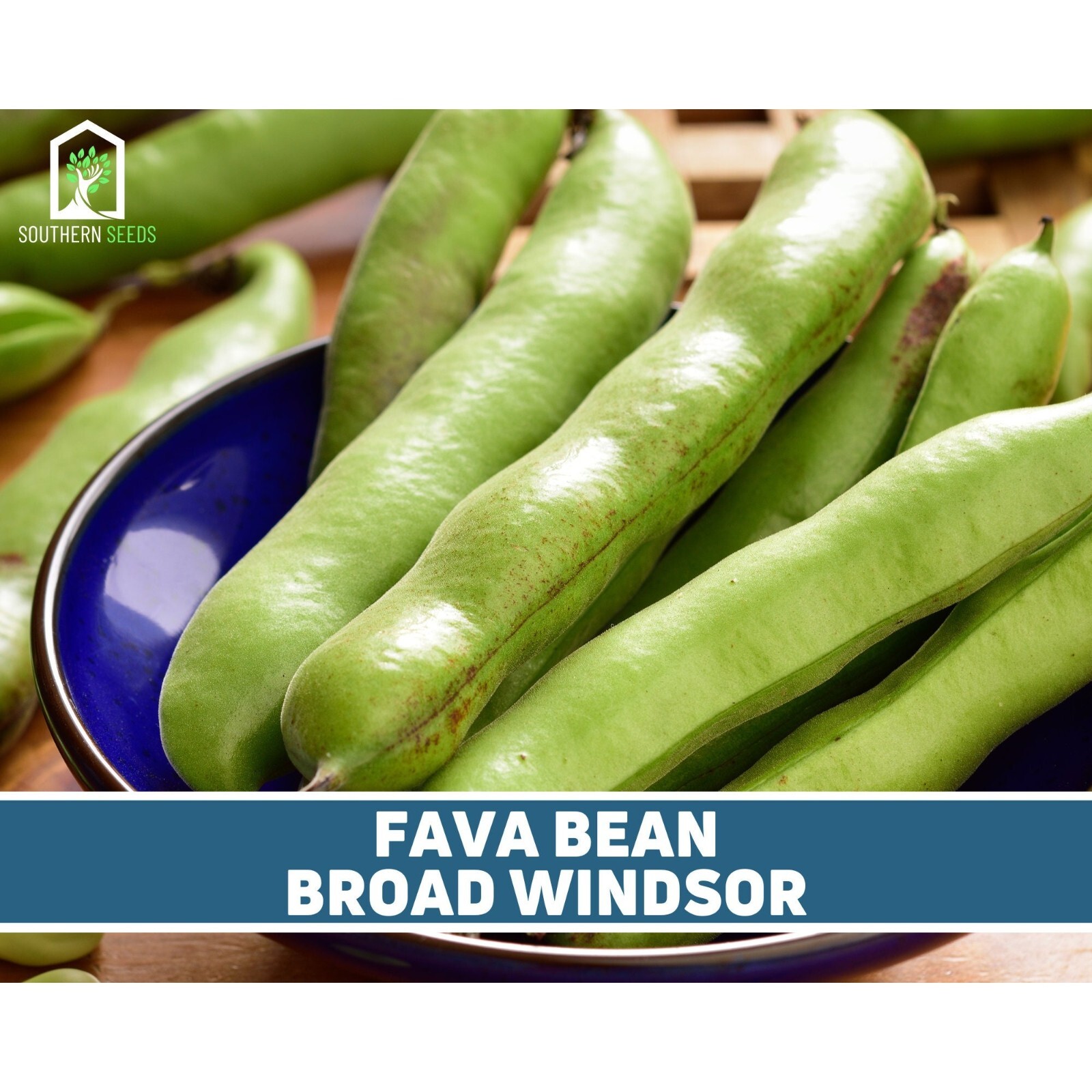 Bean, Fava Broad Windsor – 10 Seeds, Heirloom Vegetable (Vicia faba)