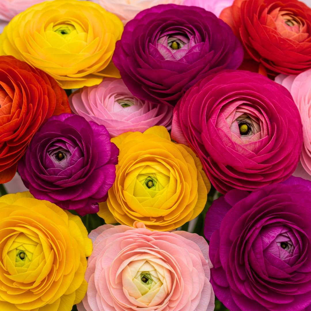 Ranunculus Mix Color Bulbs for Planting – 20 Healthy Bulbs, Vibrant Multi-Color