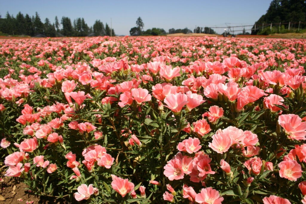 Godetia Peach, Clarkia. 1000 Seeds Free Shipping!
