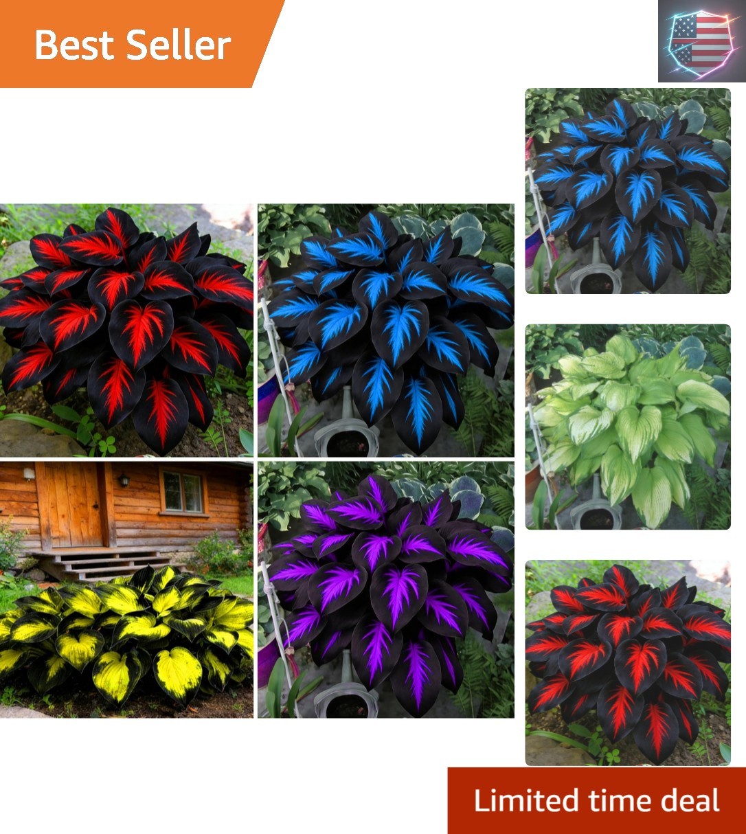 Hosta Seeds for Planting, 290+pcs Rare Perennial Hosta Flower Seeds, Non-GMO …