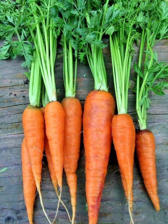 401+DANVERS CARROT Seeds Organic Heirloom Vegetable Garden Container Heavy Soils