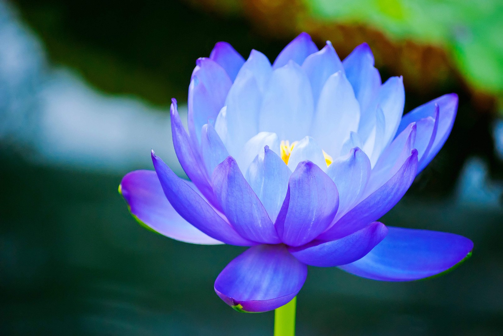 3 Organic Mixed Colors LOTUS Nelumbo Pond Water Lily Lilypad Blue Flower Seeds