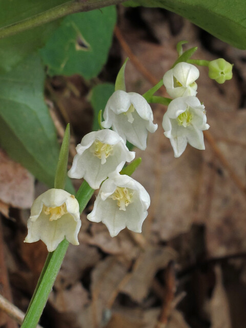 (10) Lily of the Valley (Convallaria Majalis)