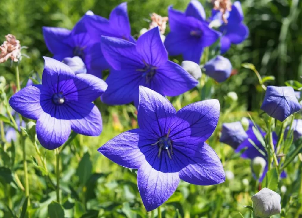 50PCS Balloon Flower Platycodon Grandiflorus Seeds Non-GMO Flower Seeds