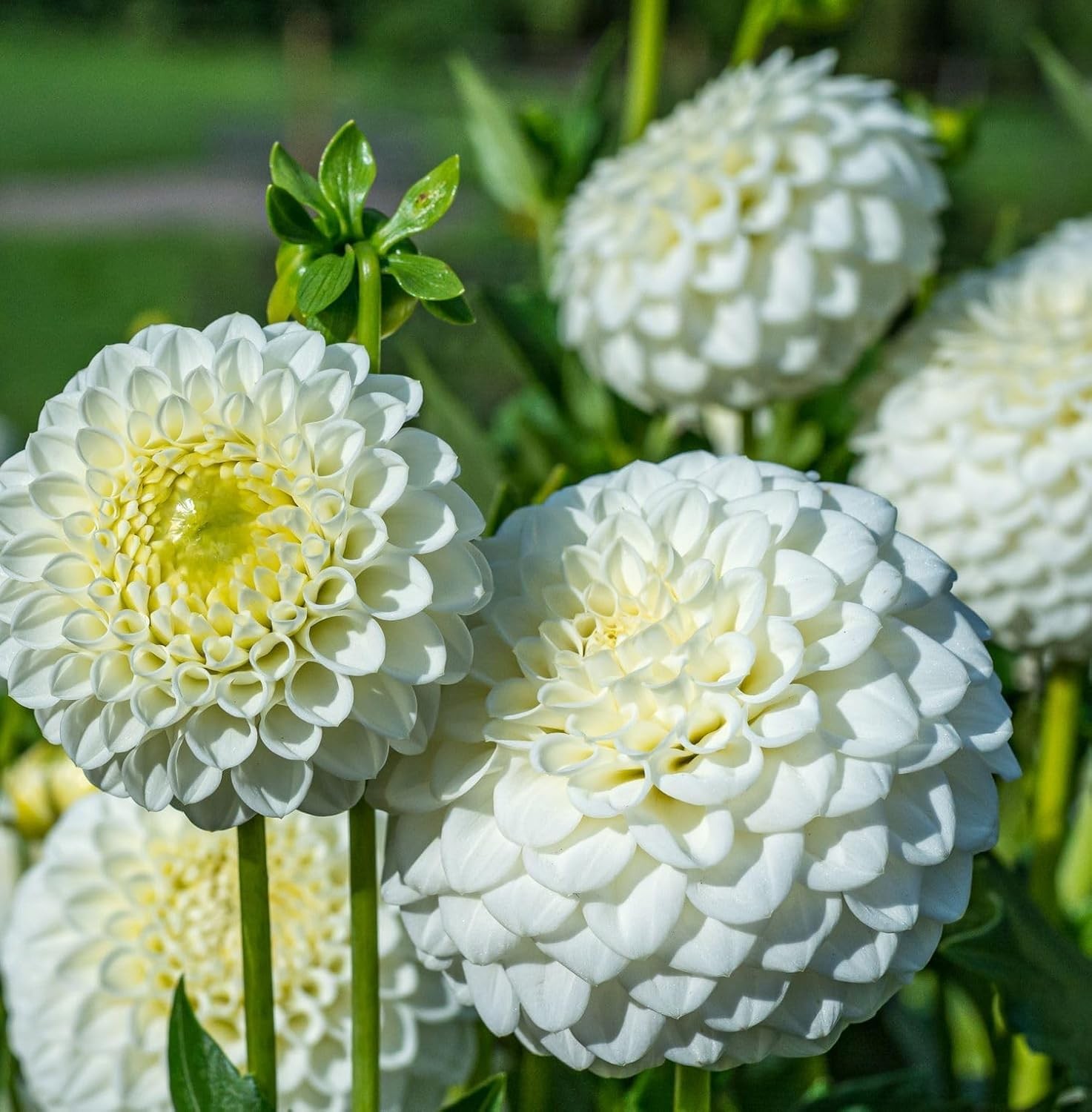100 pcs Perennial Dahlia Labyrinth Flower Seeds for Planting – Exotic Labyrinth