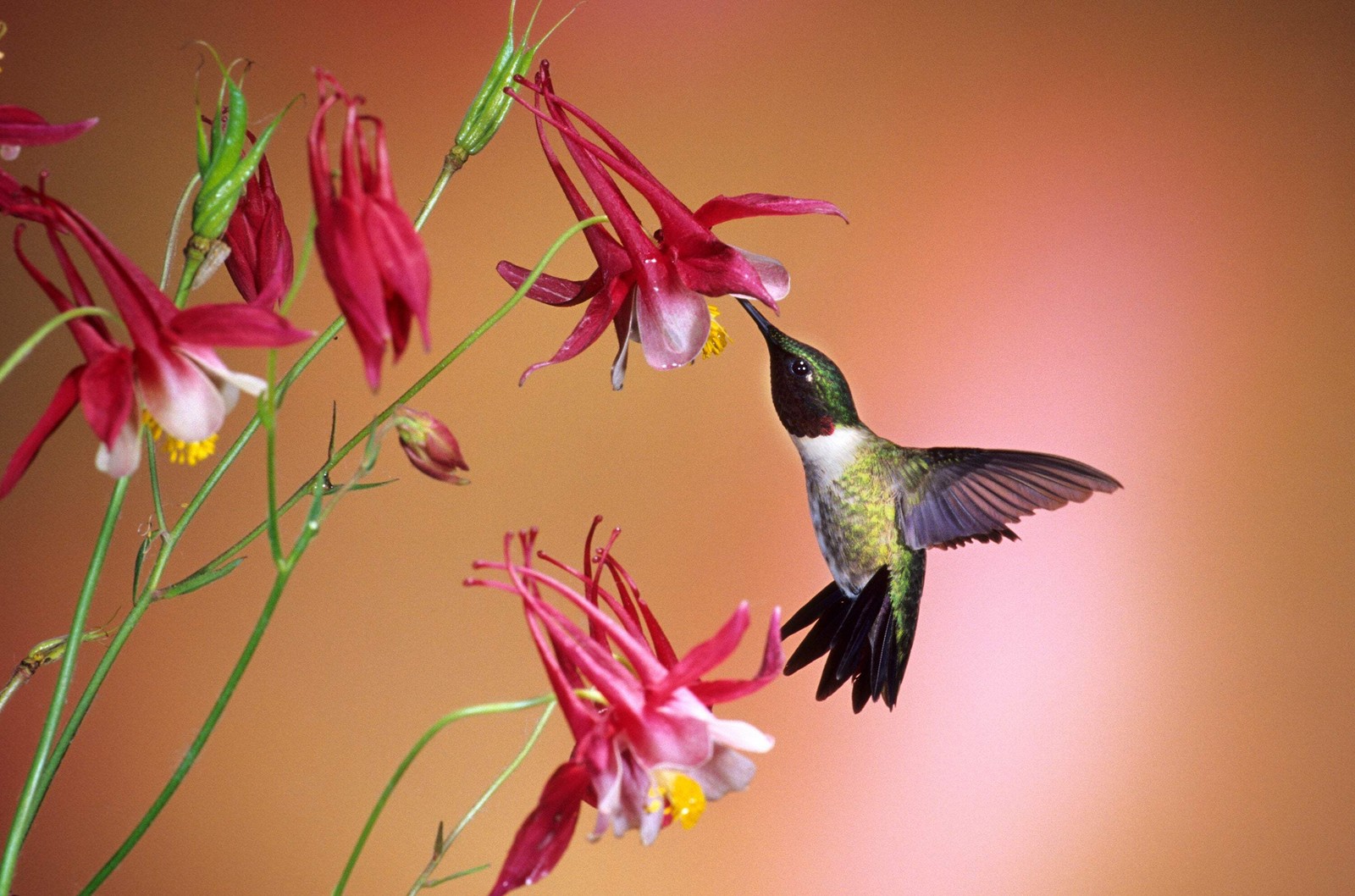 50 Mixed Colors MCKANAS GIANT COLUMBINE Aquilegia Vulgaris Flower Seeds