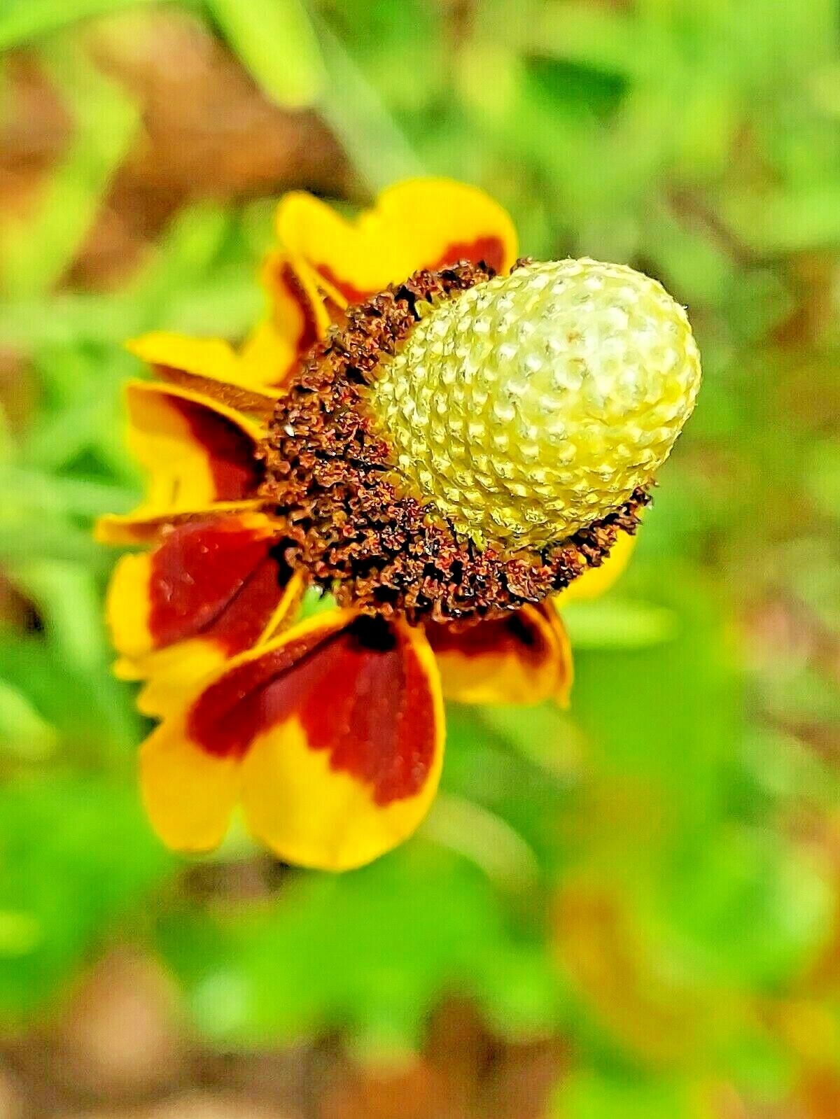 200+ MEXICAN HAT SEEDS SPRING PERENNIAL RARE DROUGHT TOLERANT DEER REPELLENT USA
