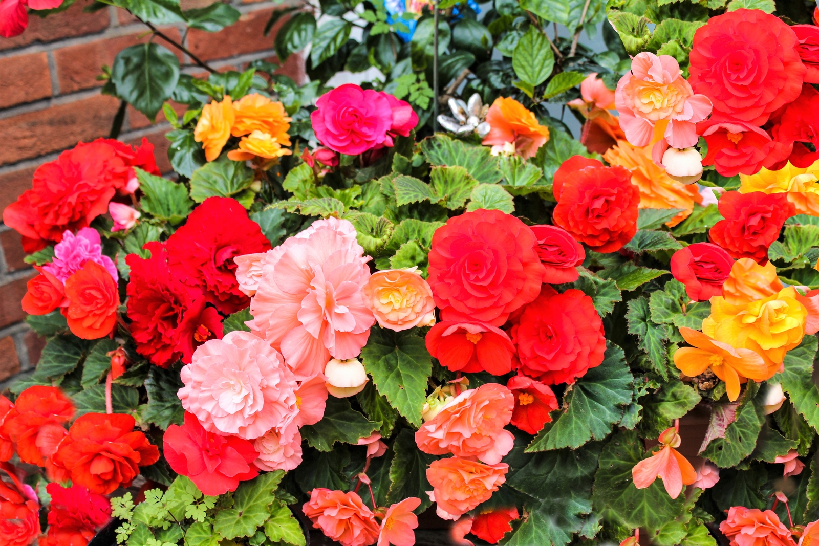 30 MIXED DOUBLE BEGONIA Tuberosa Tuberous Begonia Red Pink + Shade Flower Seeds