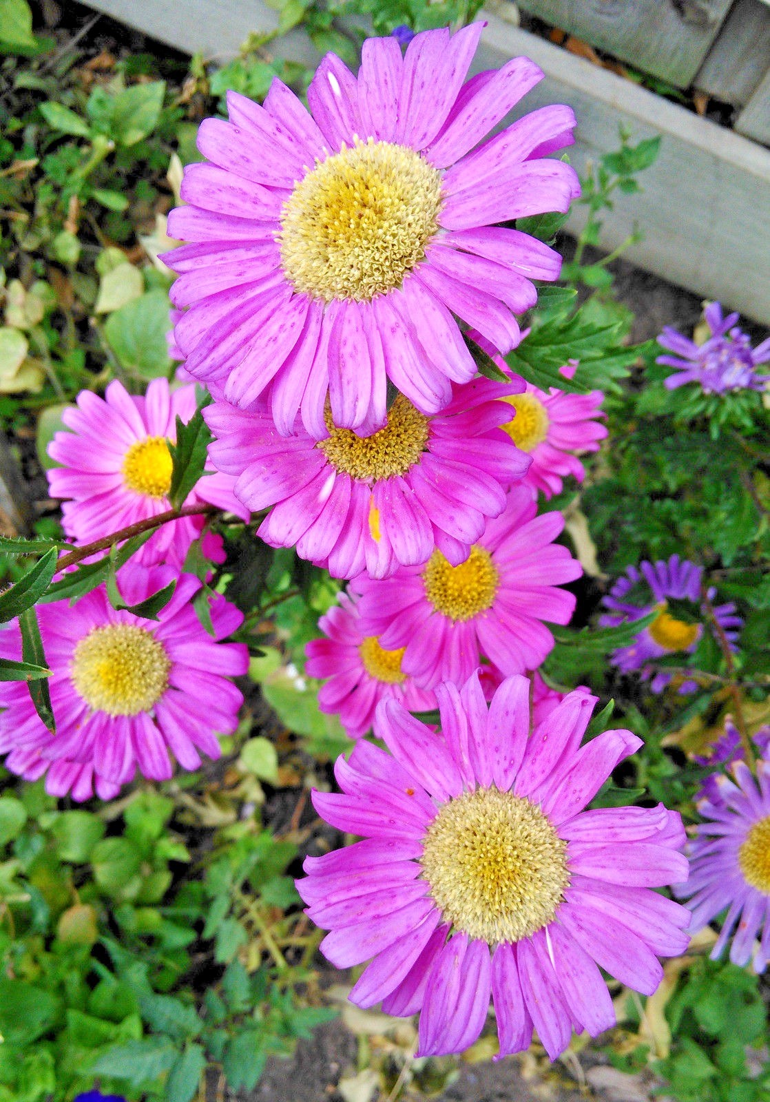 301+GIANT CALIFORNIA CHINA ASTER Mix Seeds Cut Flowers Summer Garden Container