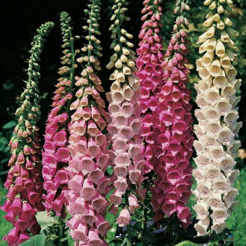 2000 SEEDS – Foxglove Excelsior Mix SHADE/ SUN GroCo USA*- BUY ANY 15-SHIPS FREE