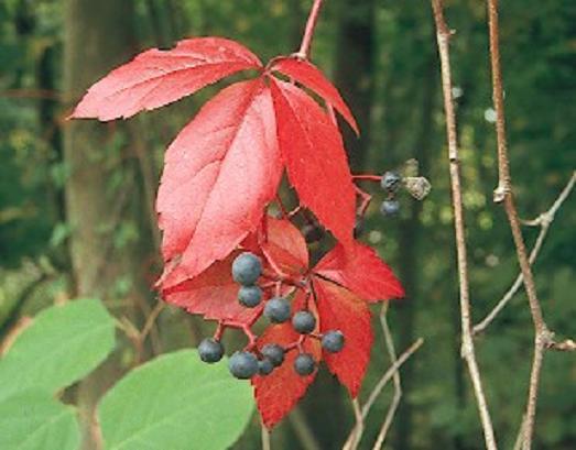 2 year old Parthenocissus quinquefolia, grape virginia creeper bareroot plant