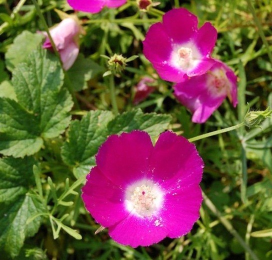 100 – 1,000 Heirloom Wine Cup Poppy Mallow Seeds Callirhoe involucrata Perennial