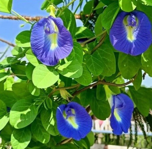 12 SEEDS Butterfly Pea Seeds (Clitoria Ternatea) Asian Pigeonwings ,Aparajita