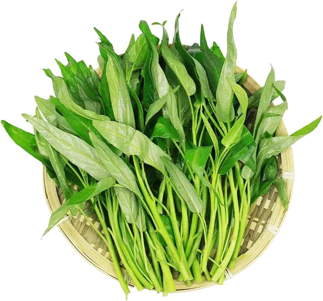 1200+ Kong Xin CAI Vegetable Seeds Water Spinach Kangkong Delicious Vegetable Se