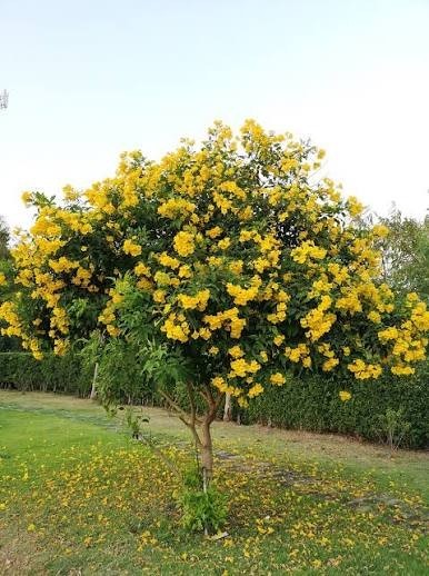 Yellow Bells Tecoma Stans – (200 Seeds + Detailed Growing Guide)