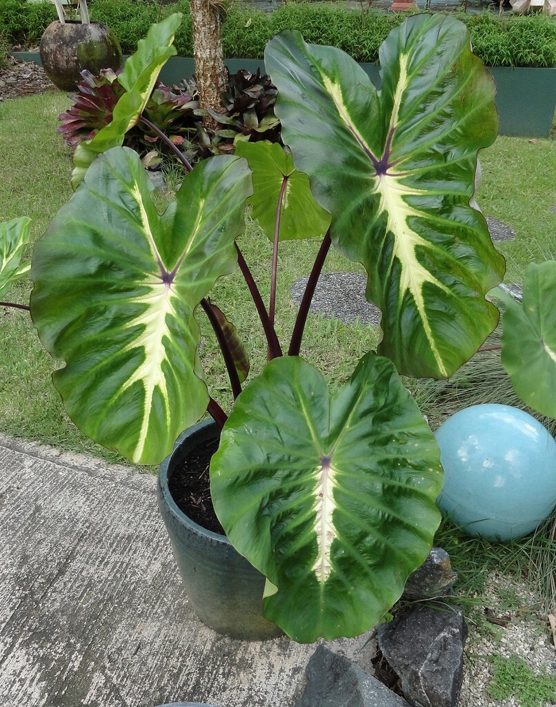 ~WHITE LAVA~ Colocasia esculenta AUTHENTIC ELEPHANT EAR Live potted Small Plant