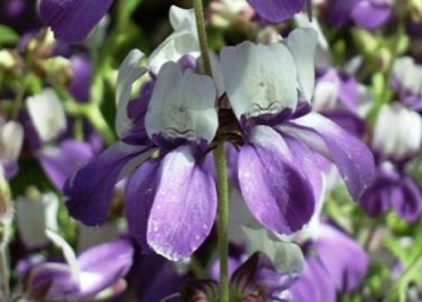 CHINESE HOUSE FLOWER SEEDS FREE SHIPPING 100 FRESH SEEDS PURPLE