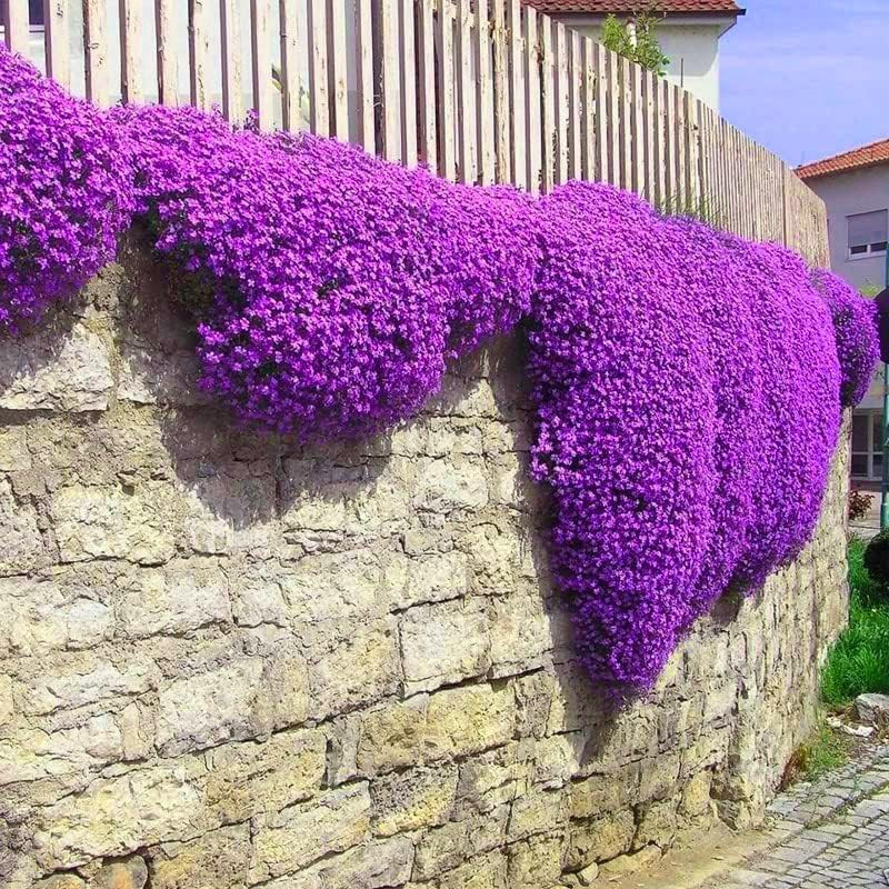 Creeping Thyme Seeds for Planting – 20000+ Magic Purple Creeping Thyme Seeds