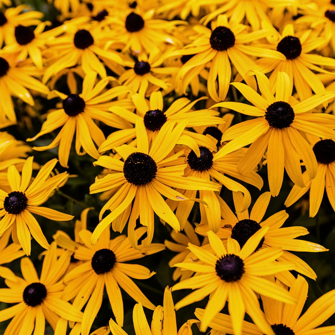 Fresh Premium Elegant Black Eyed Susan Seeds | Heirloom Non-GMO | Flower Seeds