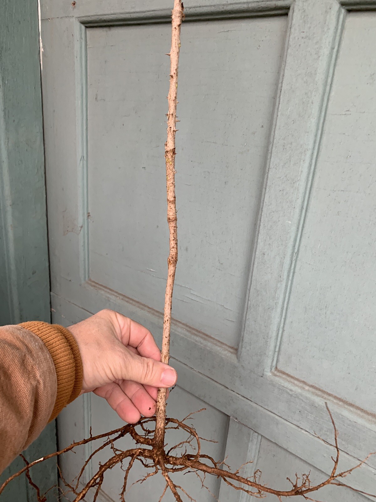 12-24 inches tall Aralia spinosa American Angelica Tree DEVIL’S WALKINGSTICK