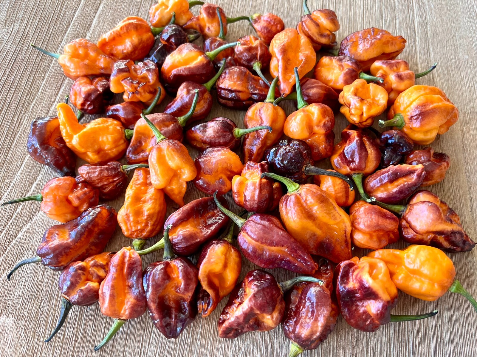 Pockmark Orange Superhot Pepper Seeds – Non-GMO Organic Superhot Pepper