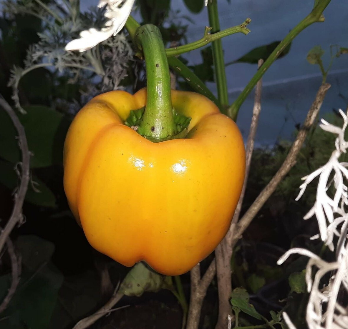 50+ Red, Orange,Yellow & Green Bell Pepper Seeds.US grown seeds.