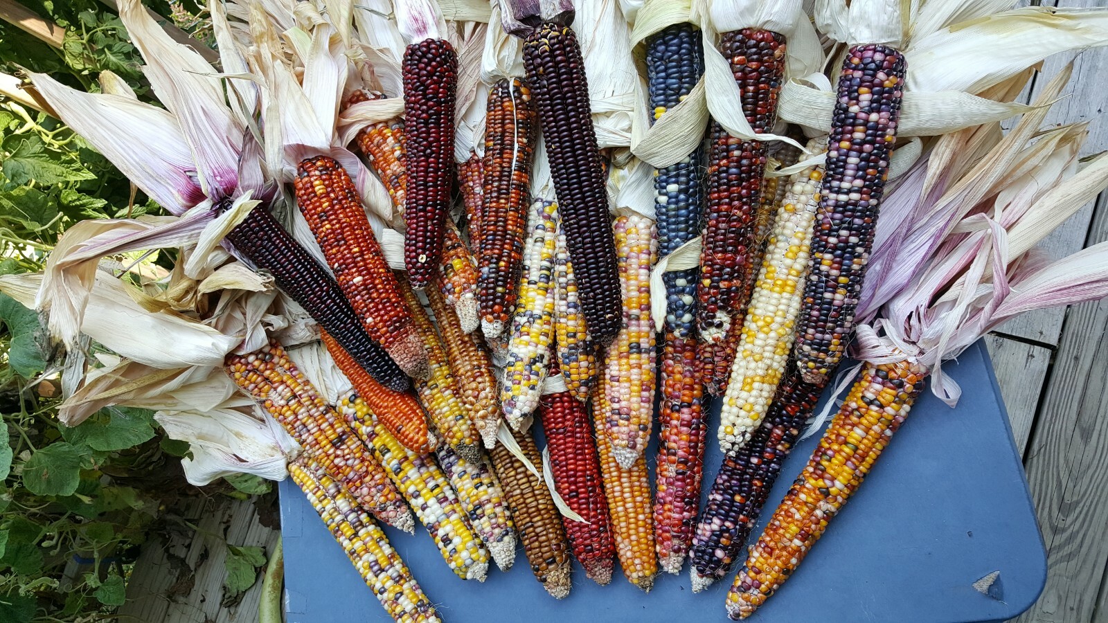 Rare Giant Indian Corn Seeds X50!Colorful Massive Ears!Ornamental! Easy To Grow!