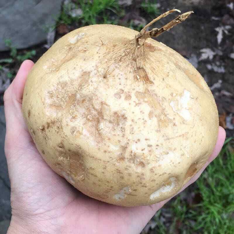 100+ Jicama Seeds Vegetable Mexican Yam Bean Root Potato Seeds Non – GMO 2025