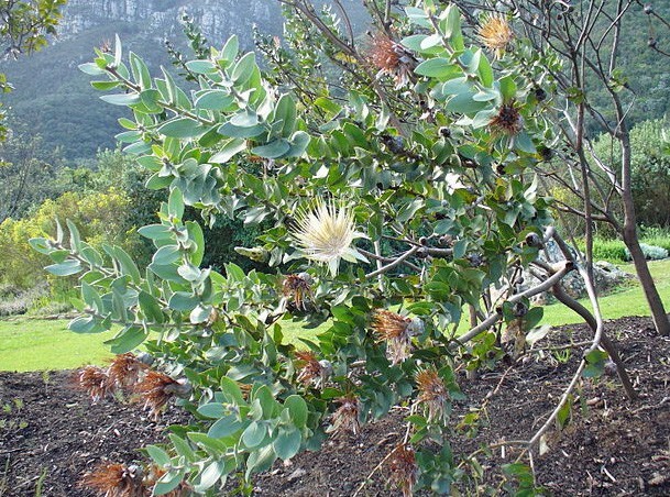 Protea aurea ssp. potbergensis | Potberg Sugarbush | 5 Seeds