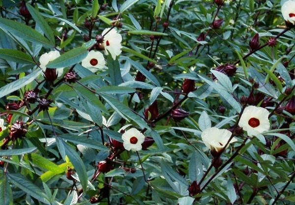 Hibiscus sabdariffa | Yellow Flower | Roselle | Karkadeh | Pundi Palle | 10 Seed