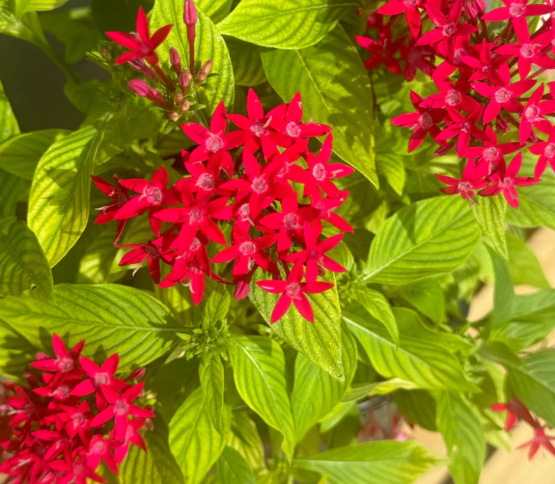 Set 2 Lil Red Pentas Plant – 4-8″ Tall – Compact Red Flowering Plant for Pollina