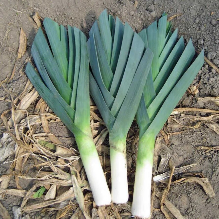 American Flag Leek 200 – 40K Seeds Cold Hardy! Heirloom Non GMO Sweet