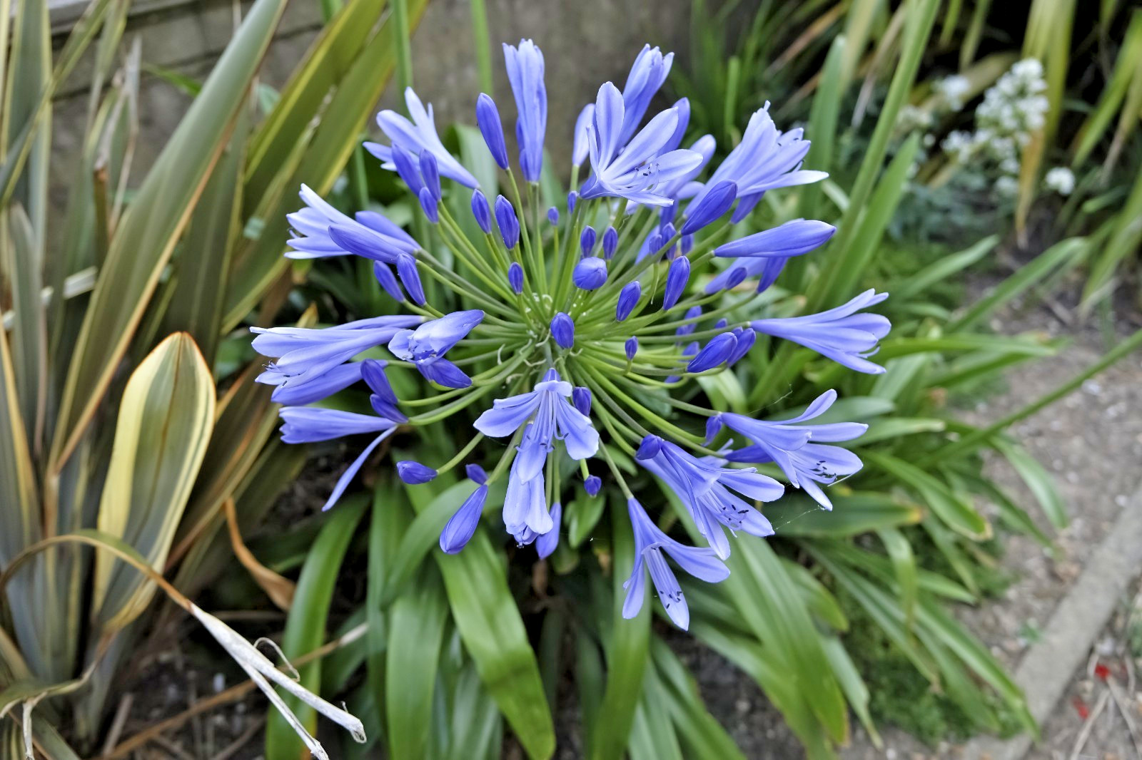 blue Lily of the Nile 100 seeds. Agapanthus. EZ to grow, hardy too zone 7. USA.