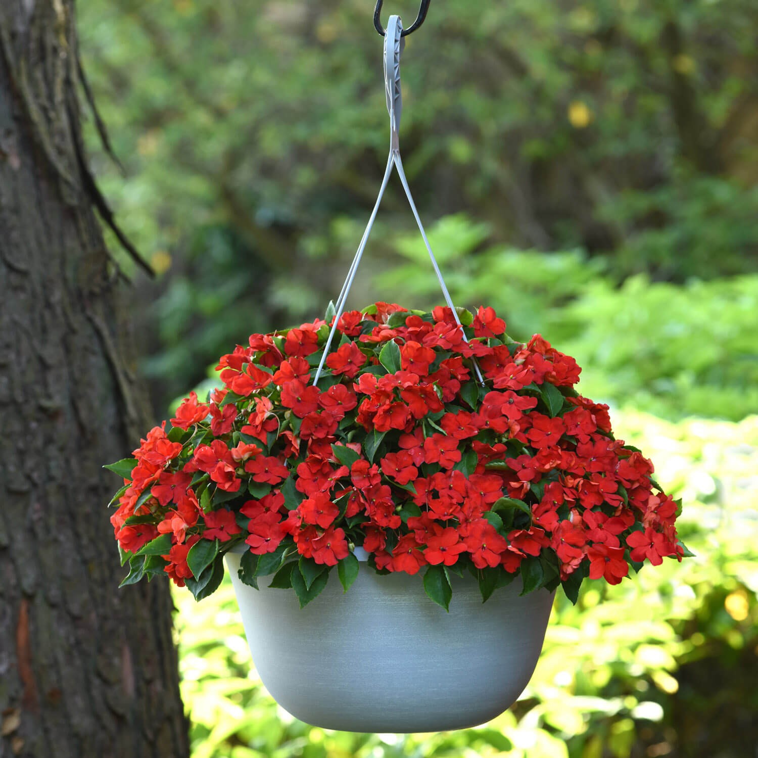 75 Seeds Bright Red Impatiens Container Plant Flower Seeds