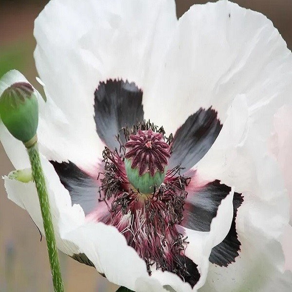 Mixed Colors Oriental Poppy Seeds For Planting Stratified Perennial Fresh Seeds