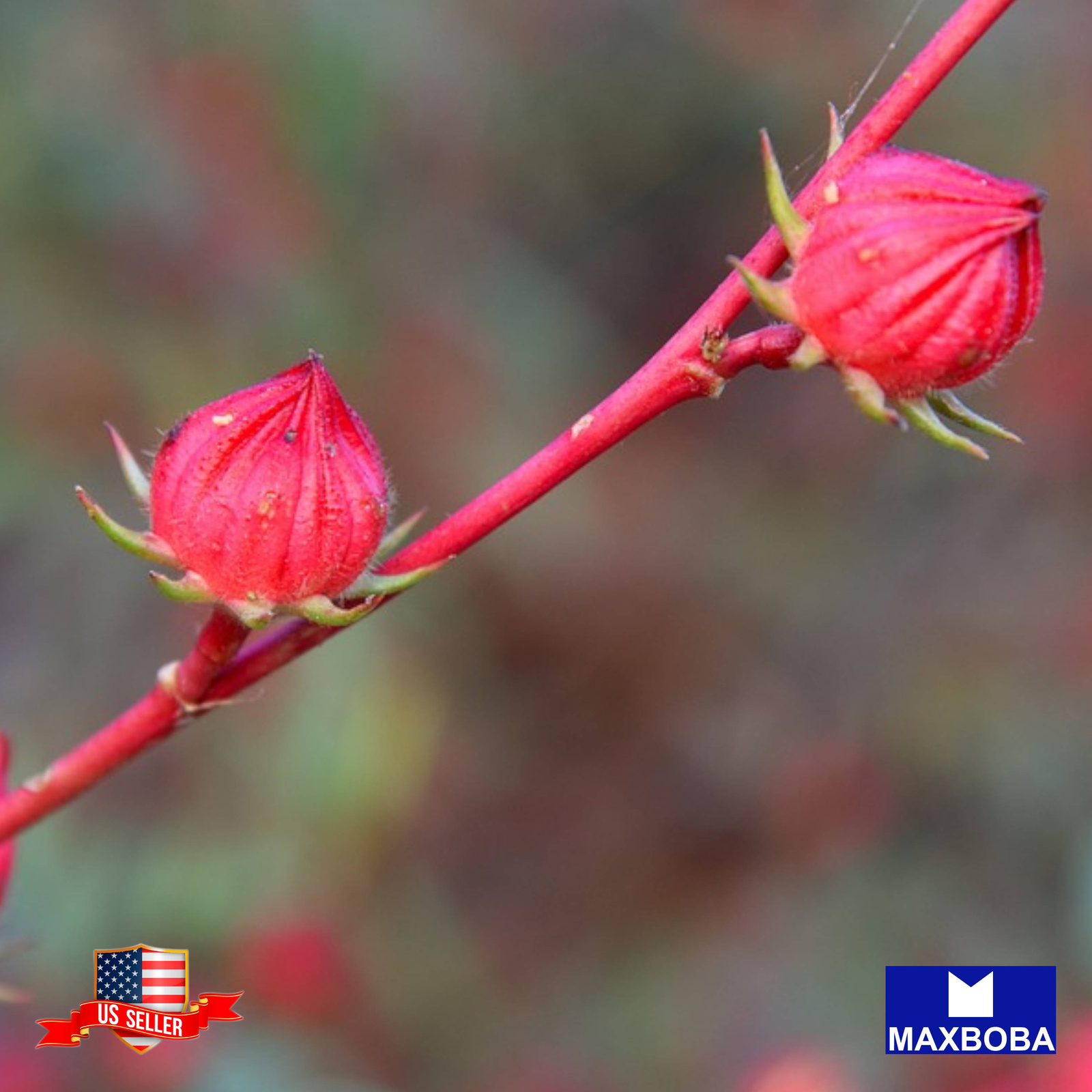Non-GMO 30+ Roselle Seeds – Asian Sour Leaf (Hibiscus) Heirloom BOGO 50% OFF