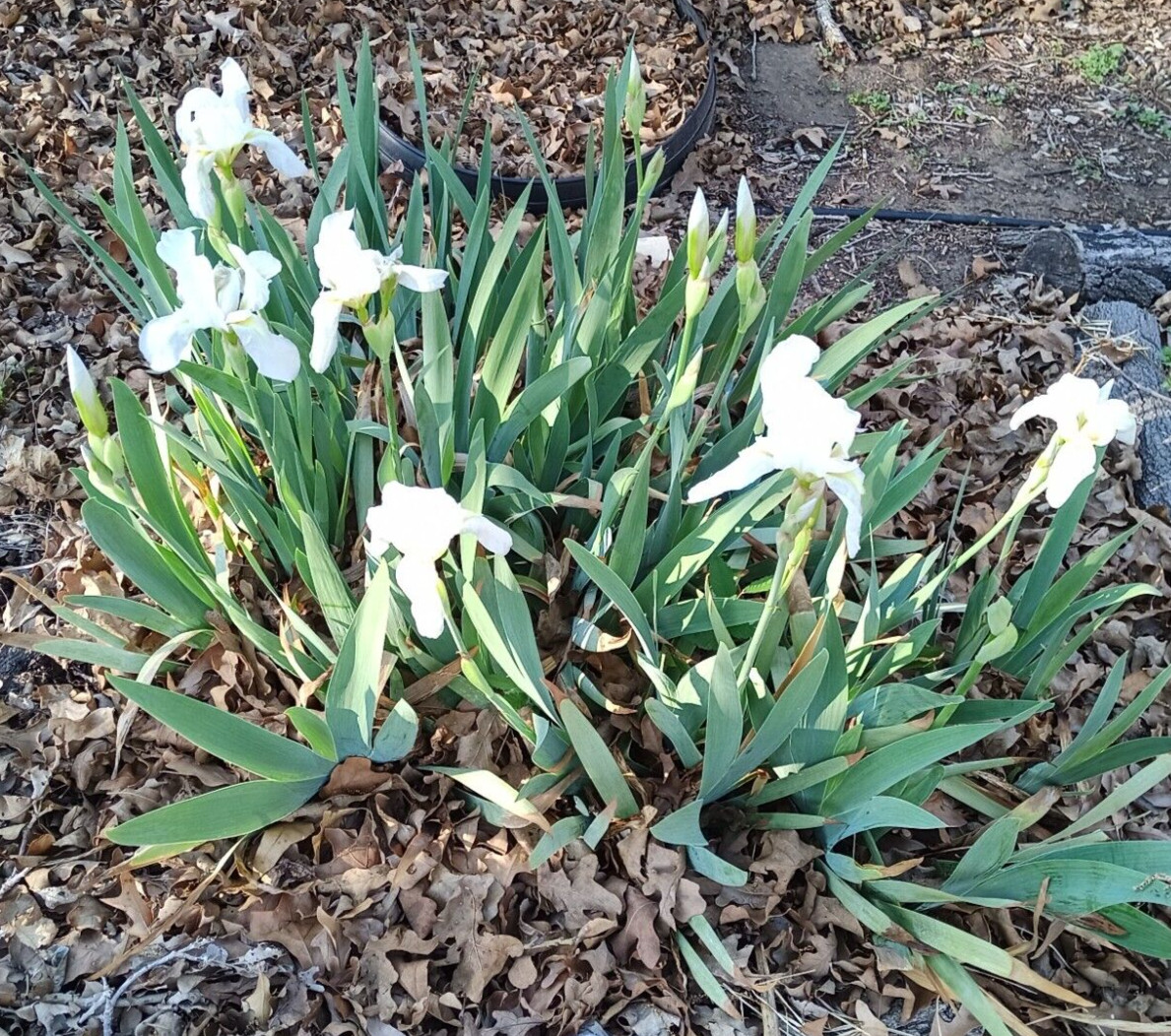 (10) WHITE TALL BEARDED IRIS RHIZOME LIVE ROOT GARDEN PLANTS LOVE SPRING FLOWERS